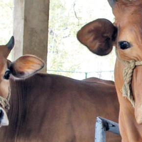 Ayesha and Nalin Perera: Living Like&nbsp;Locals