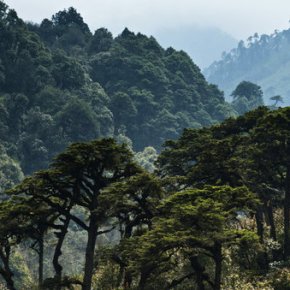 Eskil Mattsson, Anura Sathurusinghe: Sri Lanka lacks forest data for REDD+&nbsp;funds