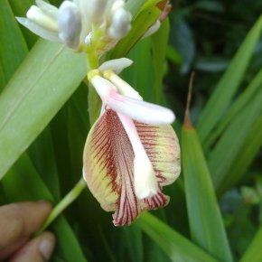 Balram Dhakal, K. P. Ariyadasa, Muthusamy Murugan:  Cardamom crops affect forests, studies&nbsp;say