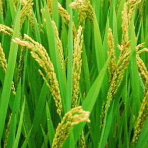 Andrew A. Meharg, Mangala C. S. De Silva, Channa Jayasumana: Toxic cadmium in Sri Lankan, Bangladeshi&nbsp;rice