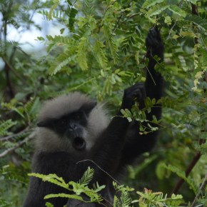 A new approach to conservation in Sri Lanka: The case of the Western Purple Faced&nbsp;Langur