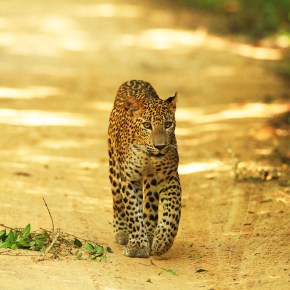 In the field with Sri Lanka’s pioneering leopard&nbsp;researchers