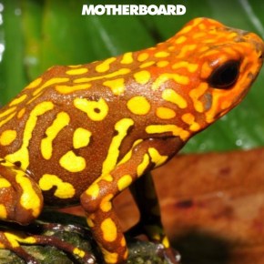 A lesson from Colombia: how to defeat exotic frog&nbsp;smugglers