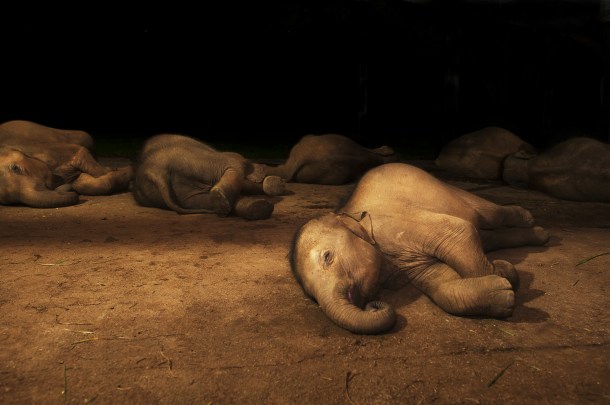 Baby elephants asleep (Vijitha Perera)