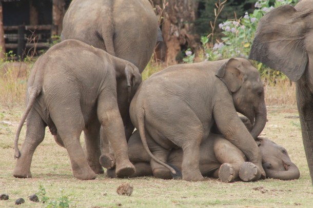 Baby elephants at play (Vijitha Perera)