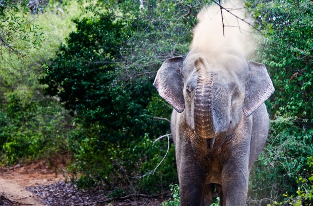Elephant about to attack - Suda Shanmugaraja