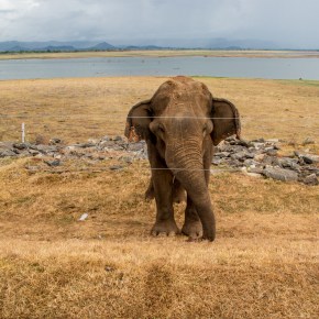 With elephants and humans in conflict, Sri Lanka looks for new&nbsp;solutions