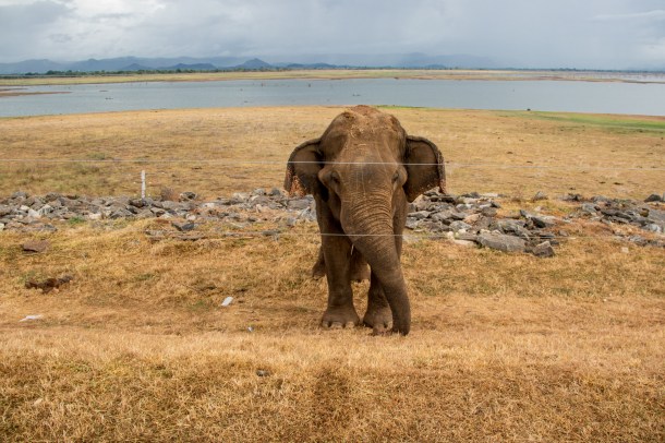 Elephant by the fence in Udawalawe (Smriti Daniel)