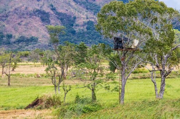 Treehouse from which farmers guard their fields at night (Smriti Daniel)